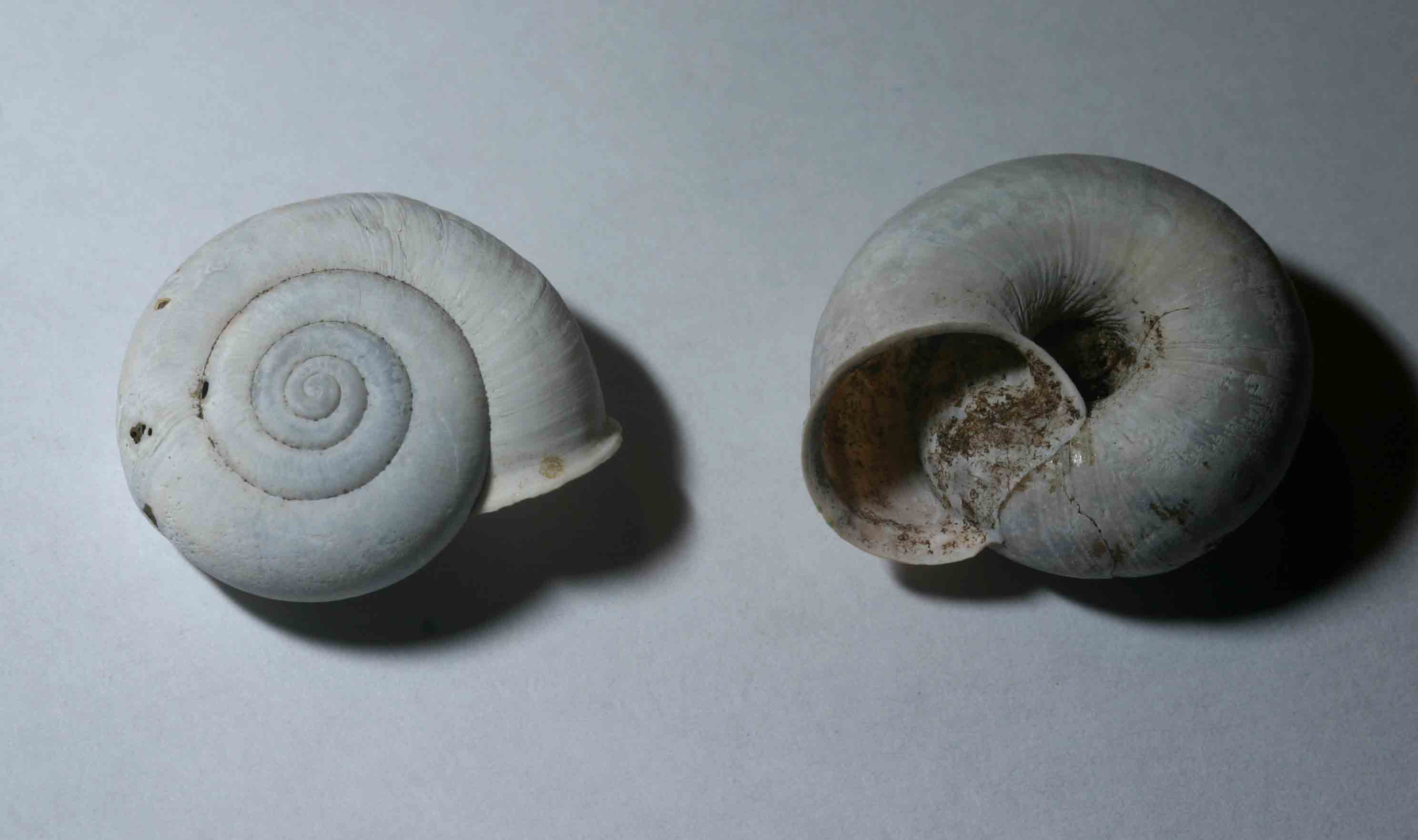 Monte Soratte - Chilostoma (Campylaea) planospira planospira